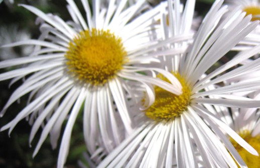 'Sommerneuschnee' med strålformad blomma