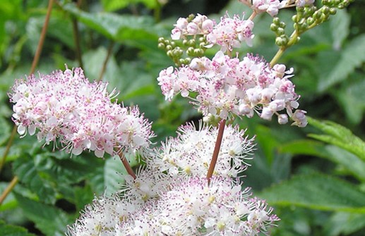 Japanskt älggräs, blomma