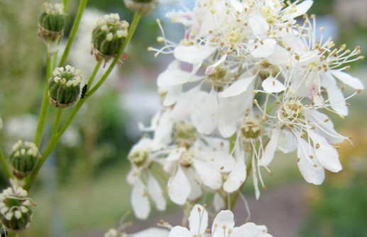 Brudbröd, blomma