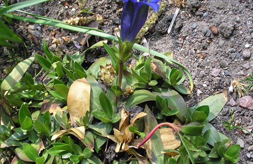 Alpgentiana