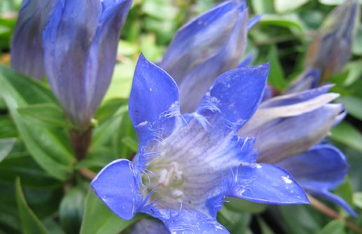 Fransgentiana, blomma