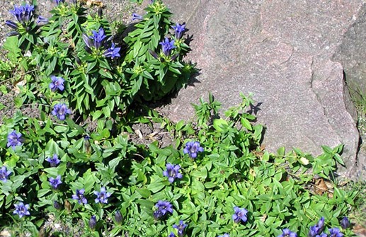 Fransgentiana