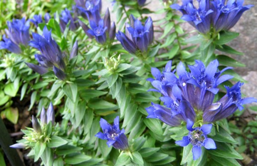 Fransgentiana