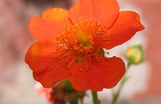 Geum_coc_s_blo1_KB.jpg