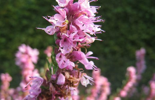 Isop med rosa blommor