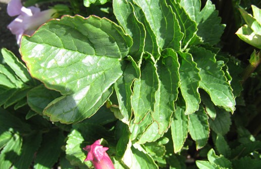 Roseninkarvillea, blad