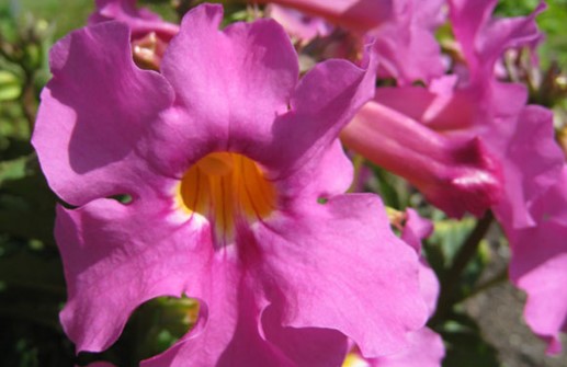 Roseninkarvilleans exotiska blomma