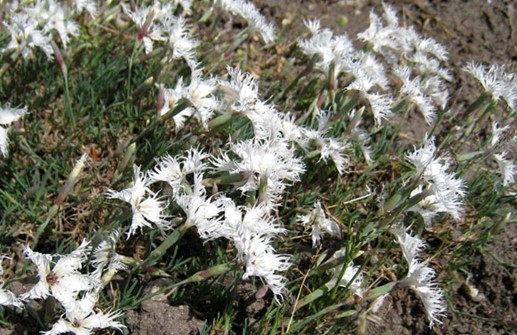 Sandnejlika, Dianthus arenarius