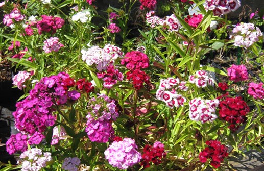 Borstnejlika 'Deschborg', en mix av olika blommor