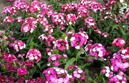 Borstnejlika 'Noverna Clown Bicolor'