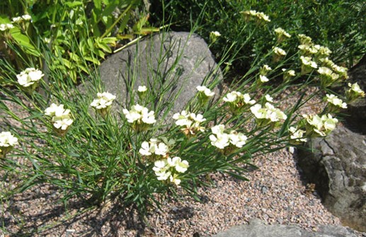 Svavelnejlika, Dianthus knappii