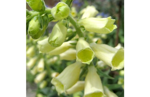 Gul fingerborgsblomma 'Carillon', blomma