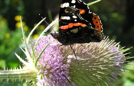 Kardvädd älskas av insekter