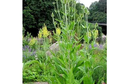 Kardvädd, Dipsacus fullonum