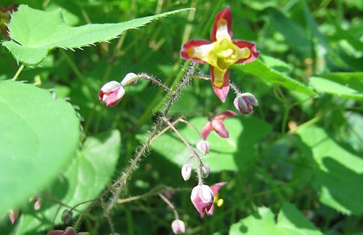 Röd sockblomma, blomma