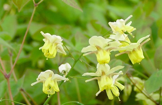 Blekgul sockblomma 'Sulphureum', blomma