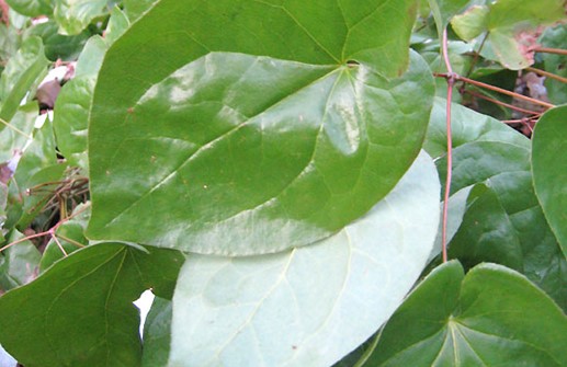 Blekgul sockblomma 'Sulphureum', vinterblad