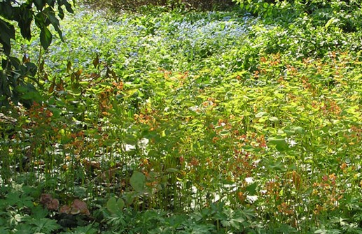 Kopparröd sockblomma i plantering