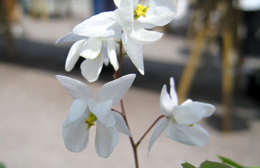 Vit sockblomma 'Niveum', blomma