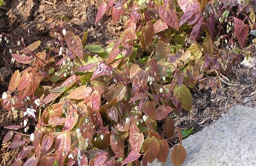 Vit sockblomma 'Niveum' i vårblom