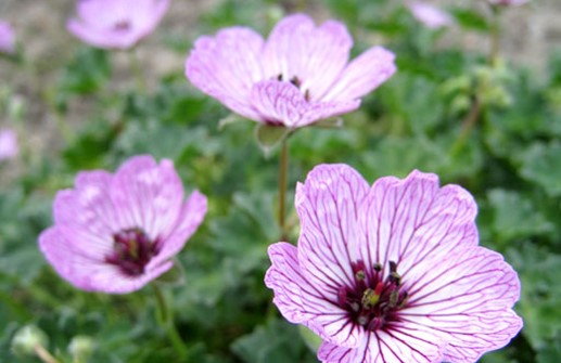 Silkesnäva 'Ballerina', blomma