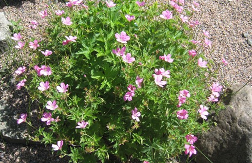 Geranium endressii, spansknäva