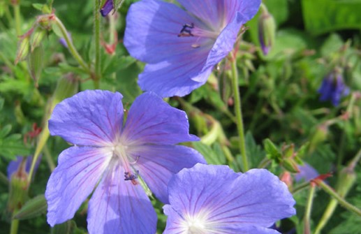 Praktnäva 'Gravety', blomma