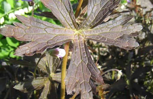 Fläcknäva 'Elizabeth Ann', blad