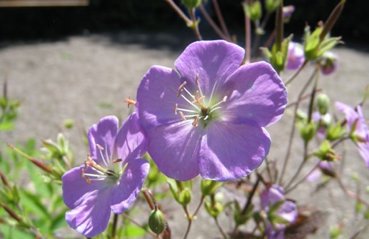 Fläcknäva 'Elizabeth Ann', blomma