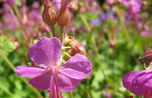 Flocknäva, blomma