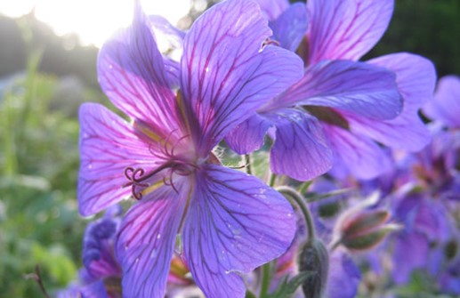 Geranium x magnificum, kungsnäva