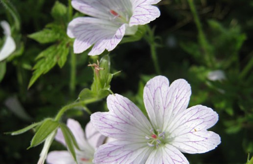 Kronnäva 'Kathrine Adele', blomma