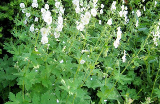 Brunnäva 'Alba'