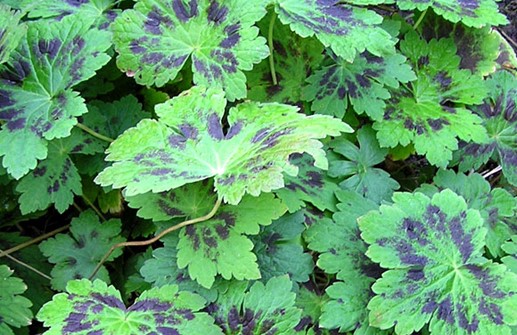 Brunnäva 'Samobor', blad