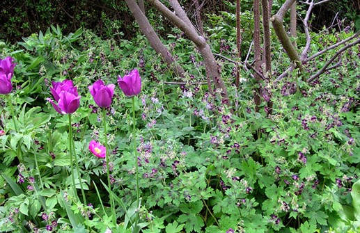 Brunnäva 'Samobor' i plantering