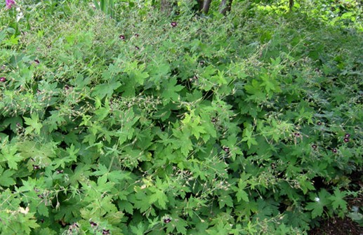 Brunnäva överblommad