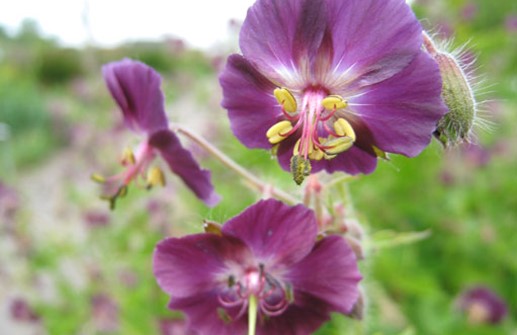 Brunnäva, blomma