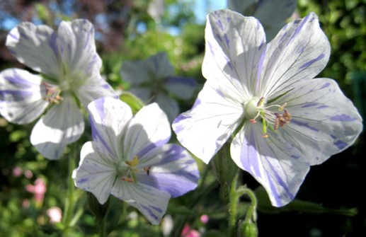 Ängsnäva 'Splish Splash', blomma