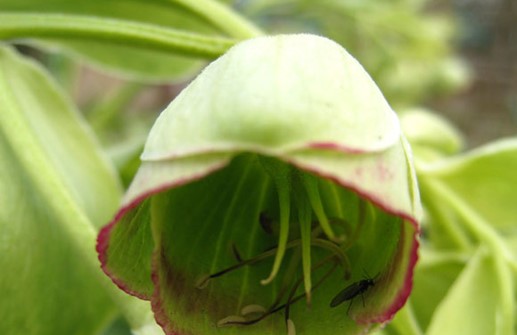 Klockjulros 'Wilgenbroek Selection', blomma