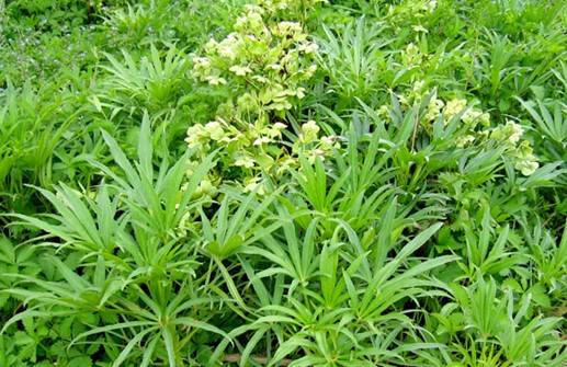 Klockjulros 'Yellow Wilgenbroek', bladverk