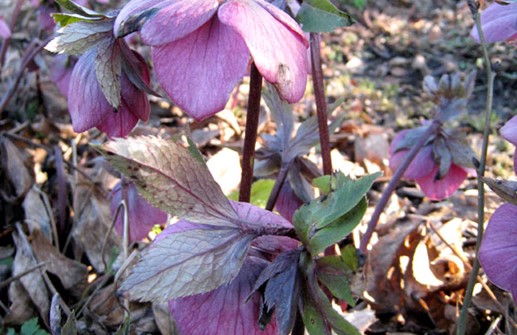 Purpurjulros, blomma