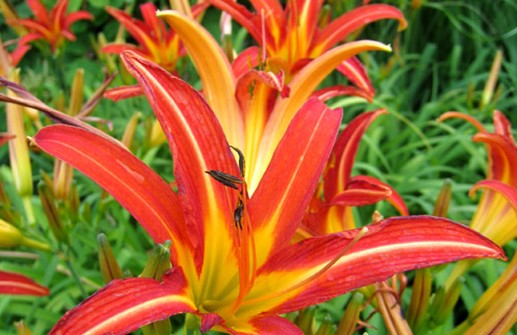 Hybriddaglilja 'Red Ribbon'