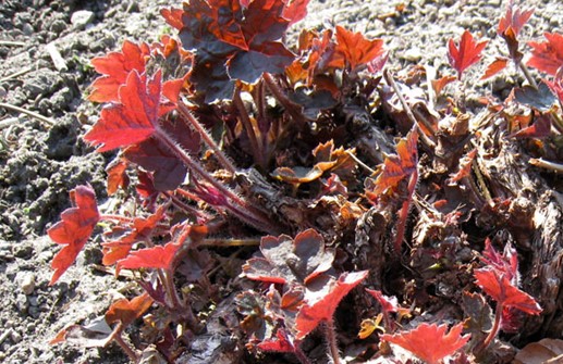 Småblommig alunrot 'Palace Purple', vårskott