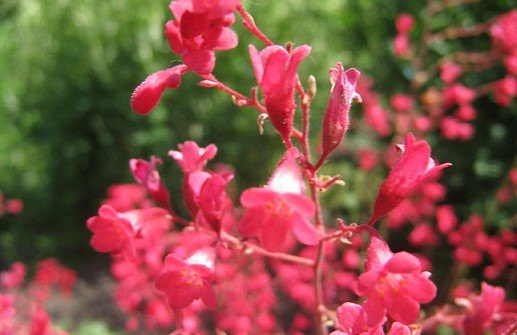 Blodalunrot 'Siox Falls', blomma