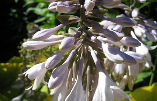 Funkia 'Zounds', blomma