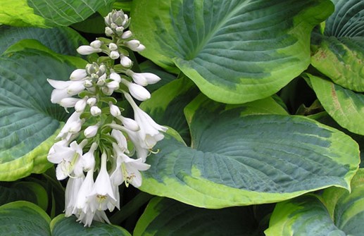 Daggfunkia 'Frances Williams', blomma