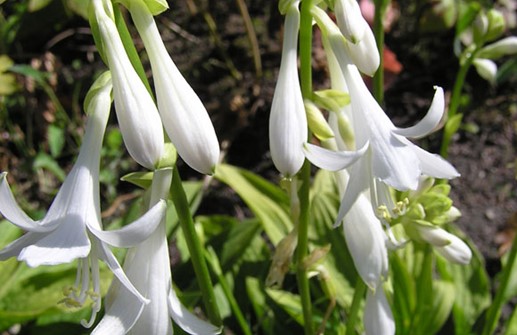 Spädfunkia 'Snow Flakes', blomma