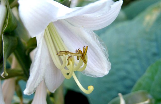 Daggfunkia, blomma