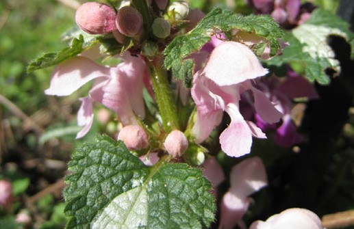 Rosenplister, rosa blomma