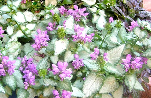 Rosenplister, rosa blommor och variegerade blad